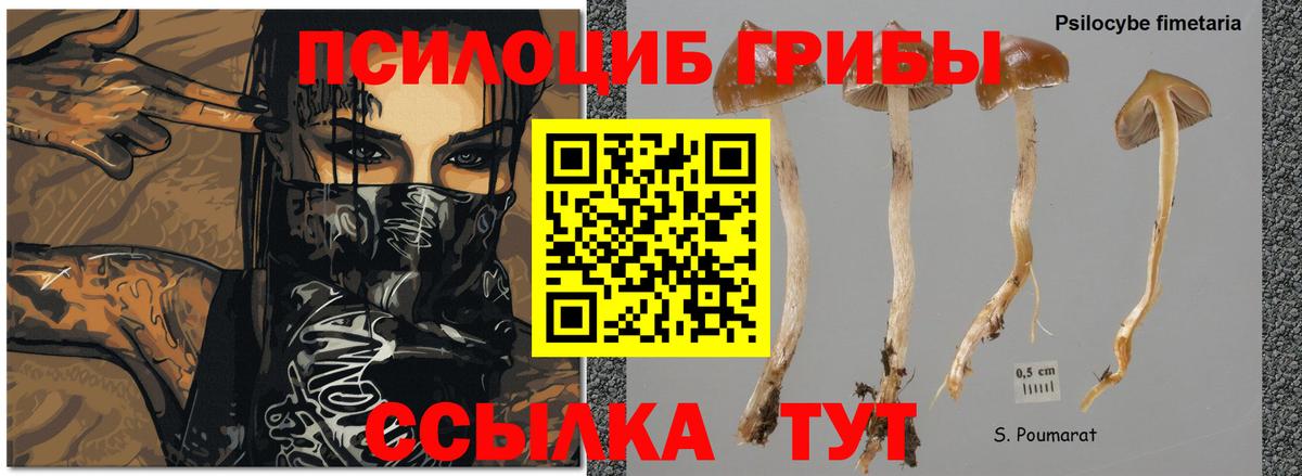 Галлюциногенные грибы Cubensis  магазин  наркотиков  Усть-Илимск  Вход с VPN 